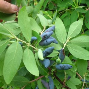 Early maturing resistant variety of Vasyugan honeysuckle