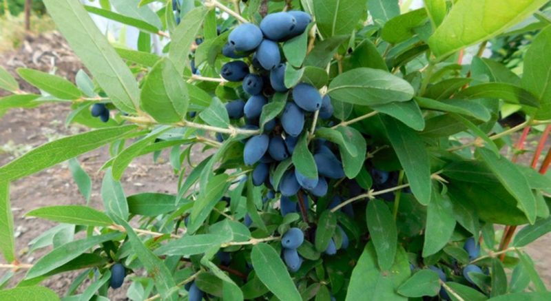Medium early dessert variety of honeysuckle Sorceress