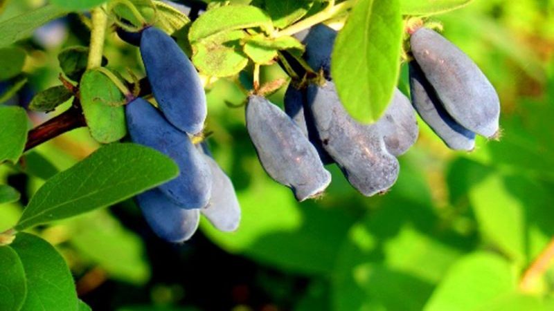 Medium early dessert variety of honeysuckle Sorceress