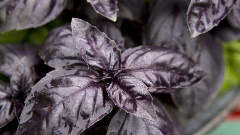 Purple basil - benefits and harms