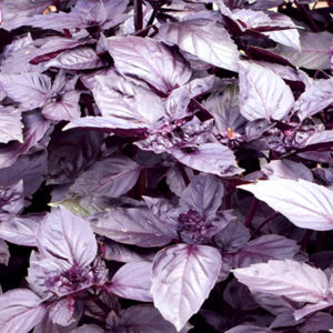 Characteristics and description of the Opal basil variety and reviews of those who grew it
