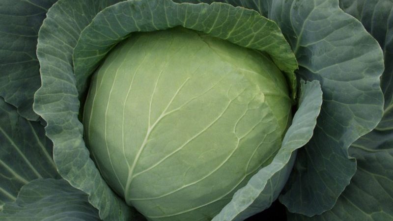 The best Dutch varieties and hybrids of white cabbage