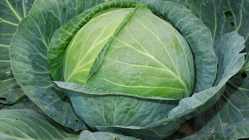 The best Dutch varieties and hybrids of white cabbage