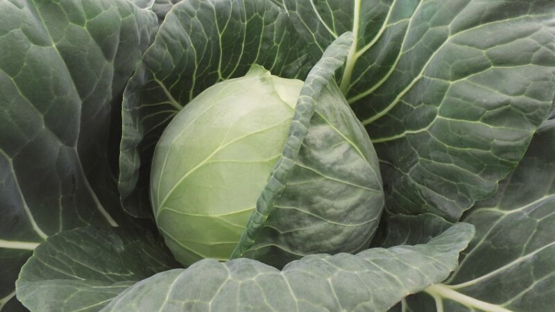 The best Dutch varieties and hybrids of white cabbage