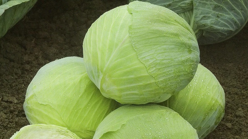 Features of planting and growing a hybrid of Rinda cabbage f1