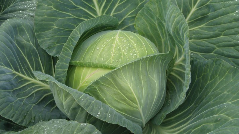 The best Dutch varieties and hybrids of white cabbage