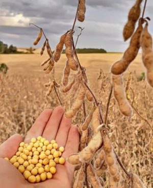 Characteristics and description of soybean prudence