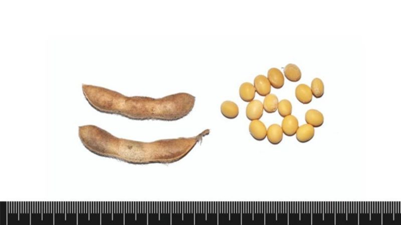 Characteristics and description of soybean prudence