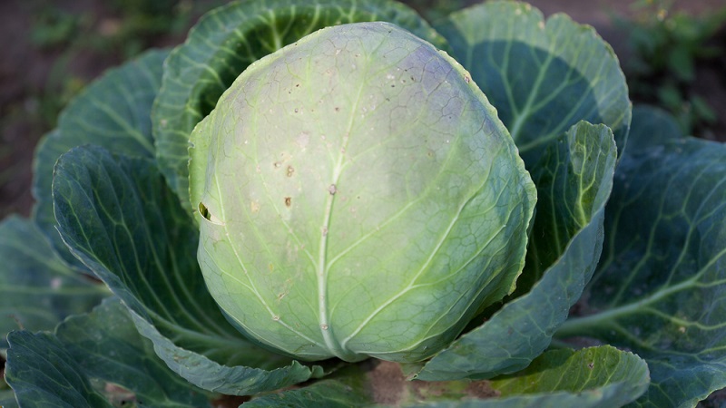 Medium late variety of Dobrovodskaya cabbage