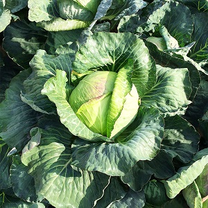 Medium late variety of Dobrovodskaya cabbage