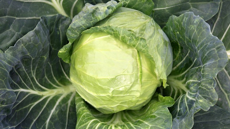 Medium late variety of Dobrovodskaya cabbage