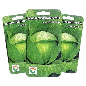 Medium late variety of Dobrovodskaya cabbage