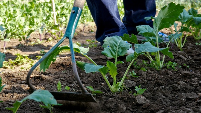 Medium late variety of Dobrovodskaya cabbage