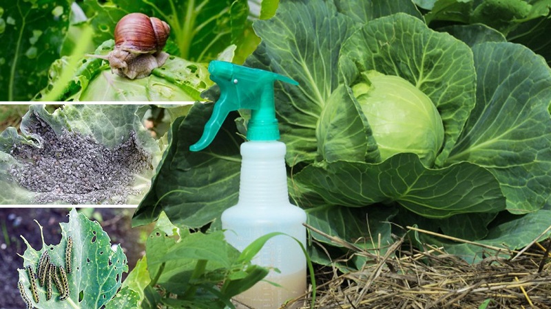 High-yielding unpretentious Kilaton f1 cabbage hybrid