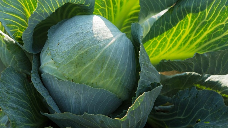 Medium-late high-yielding hybrid of Kolya cabbage f1