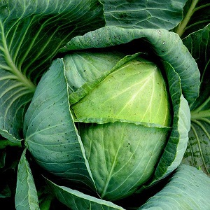 Medium-late high-yielding hybrid of Kolya cabbage f1