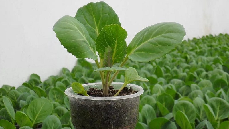 Medium-late high-yielding hybrid of Kolya cabbage f1