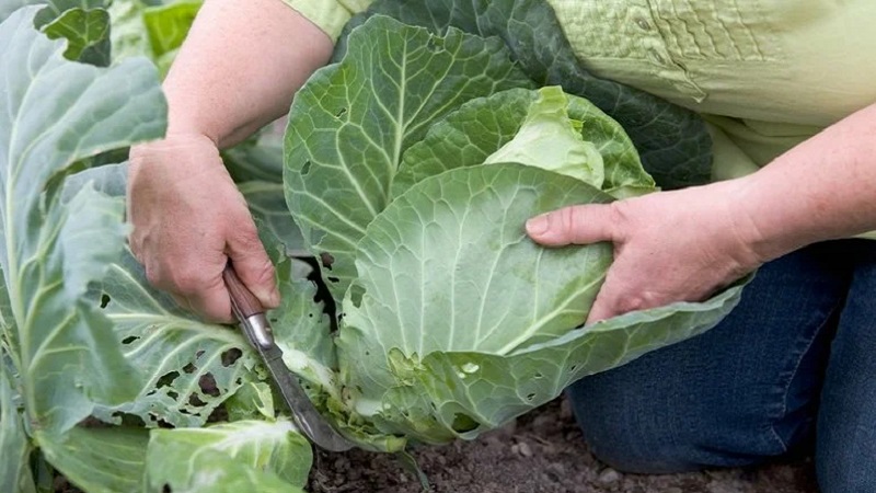 Medium-late high-yielding hybrid of Kolya cabbage f1