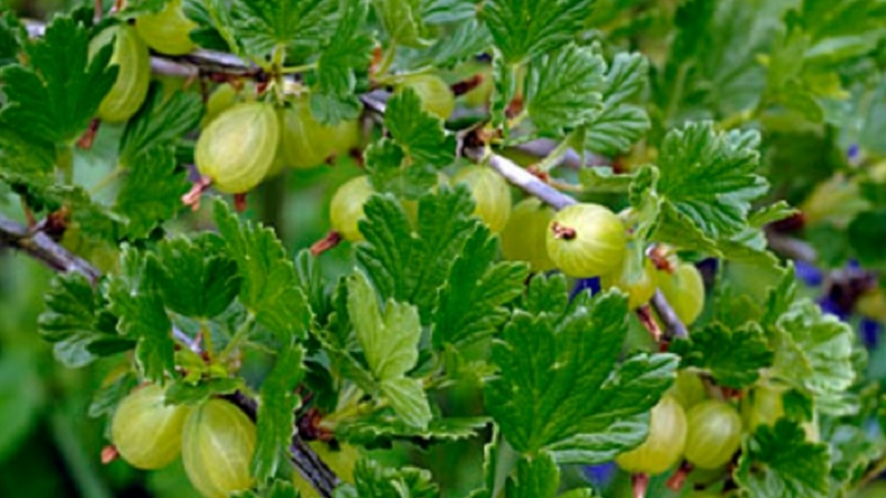 Medium early gooseberry variety with high winter hardiness Hinnonmaki Green