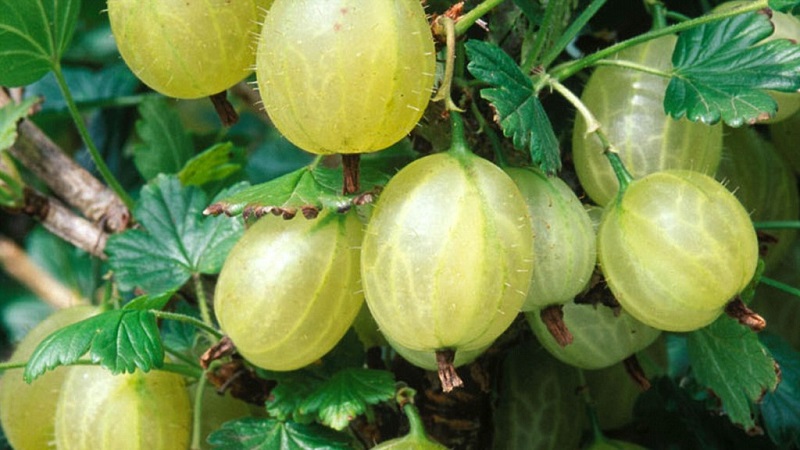 The best gooseberry varieties for the Urals and Siberia: description and reviews