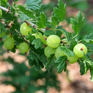 Medium early gooseberry variety with high winter hardiness Hinnonmaki Green