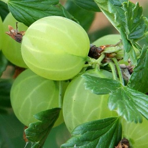 Medium early gooseberry variety with high winter hardiness Hinnonmaki Green