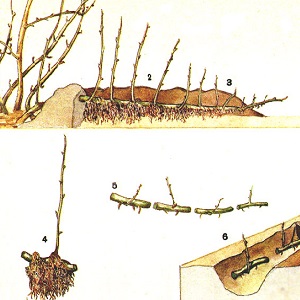 Medium early gooseberry variety with high winter hardiness Hinnonmaki Green
