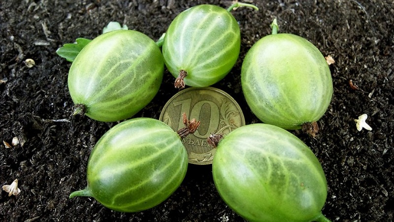 How to properly plant gooseberry seedlings