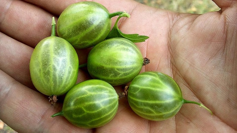 Varieties and features of growing gooseberries without thorns