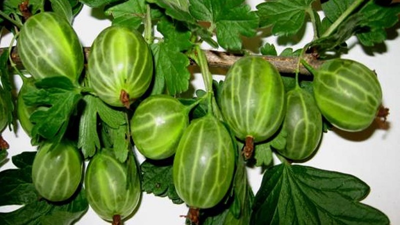 Mid-early green gooseberry variety Malachite