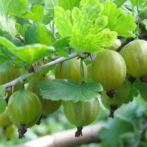Mid-early green gooseberry variety Malachite