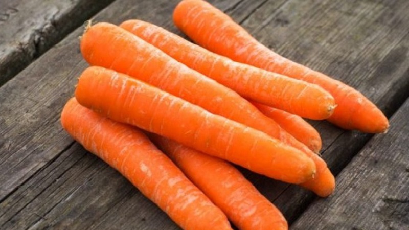Mid-season carrot variety Losinoostrovskaya