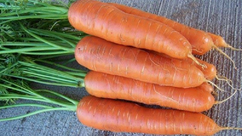 The best varieties of carrots - photos and detailed descriptions, reviews