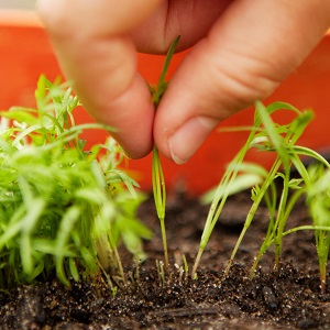 Mid-season carrot variety Losinoostrovskaya