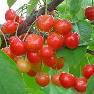 A variety of early ripening cherries resistant to cold and disease Bryanskaya pink