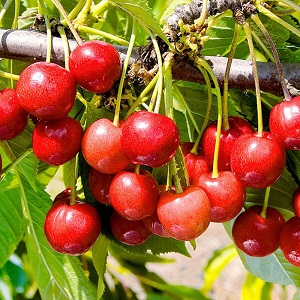 A variety of early ripening cherries resistant to cold and disease Bryanskaya pink