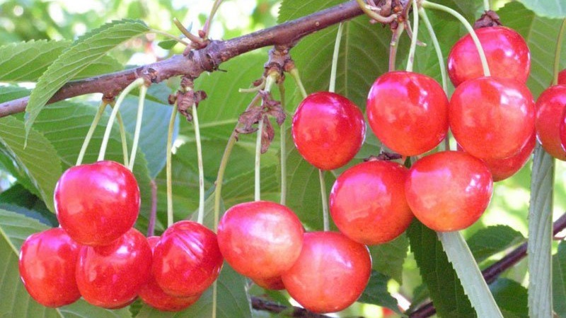 A variety of early ripening cherries resistant to cold and disease Bryanskaya pink