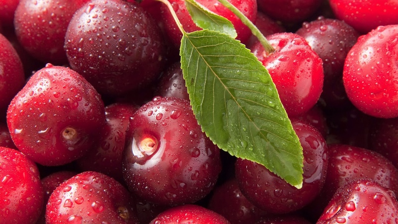 Top best cherry varieties for Central Russia