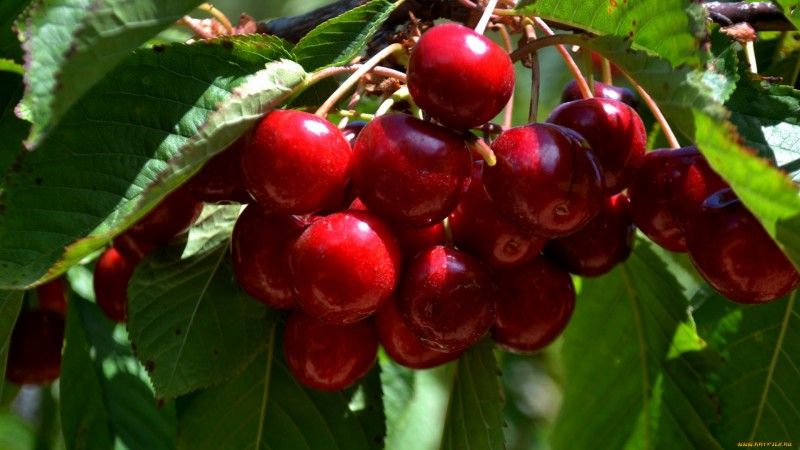 Top best cherry varieties for Central Russia