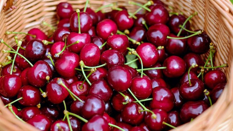 Top best cherry varieties for Central Russia