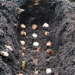 How to grow tulips by March 8