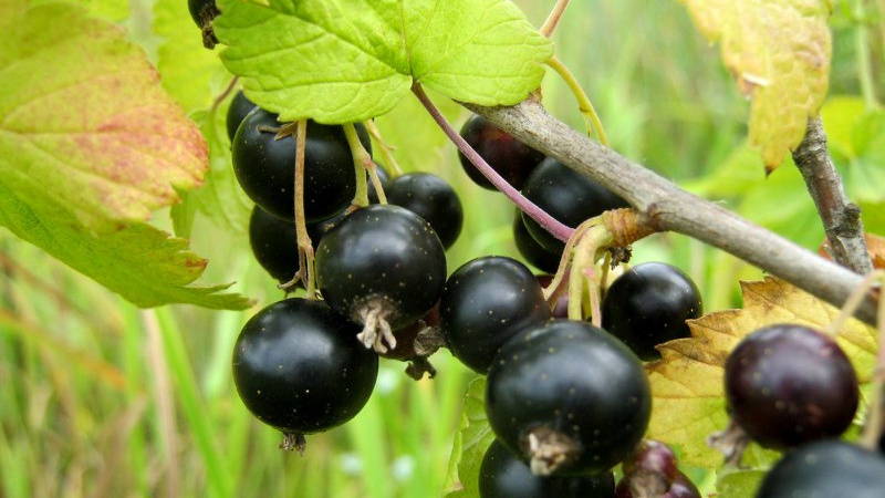Currant leaves turn yellow in June: why this happens and what to do in this case