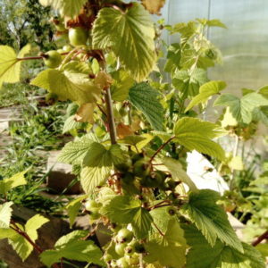 Currant leaves turn yellow in June: why this happens and what to do in this case