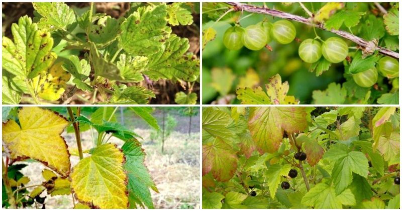 Crop rotation rules in the garden: what can be planted next to black currants