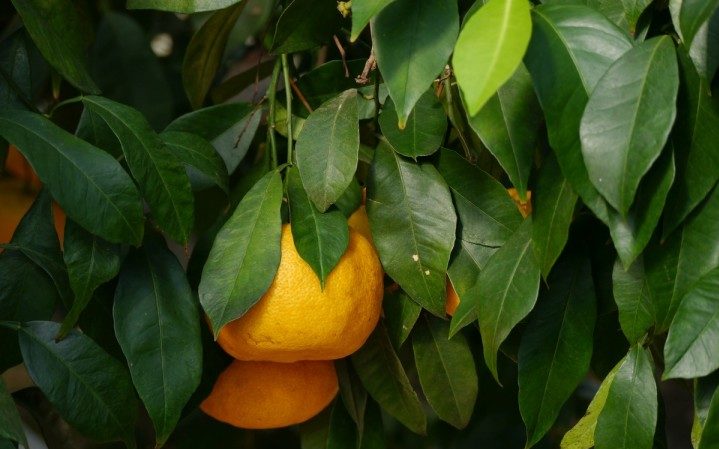 Growing Unshiu Mandarin at Home