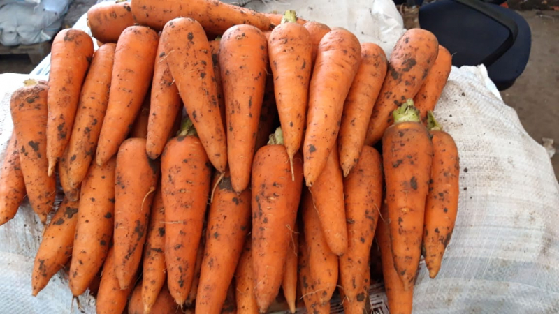 What is the yield of carrots from 1 hectare, what does it depend on and how to increase it