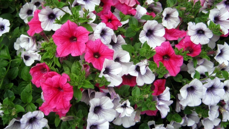 Summer petunia cuttings guide for beginner florists