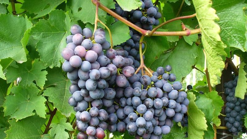 Frost-resistant high-yielding hybrid of grapes Amethyst
