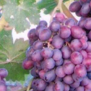 Frost-resistant high-yielding hybrid of grapes Amethyst