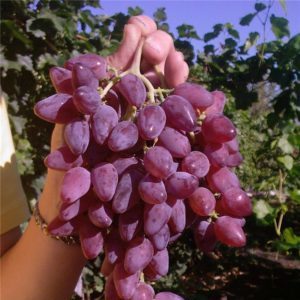 Frost-resistant high-yielding hybrid of grapes Amethyst